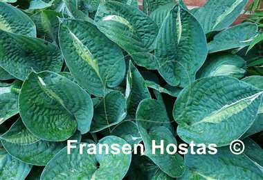 Hosta Striptease