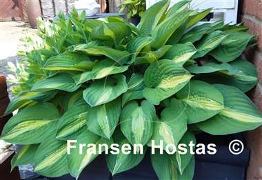 Hosta Striptease
