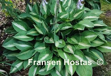 Hosta Striptease