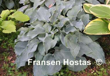 Hosta Stuck on Blue
