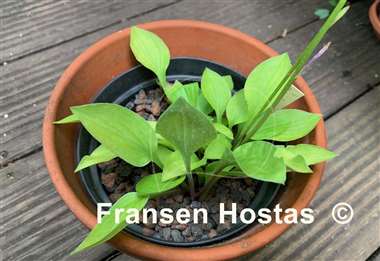 Hosta Subcrocea