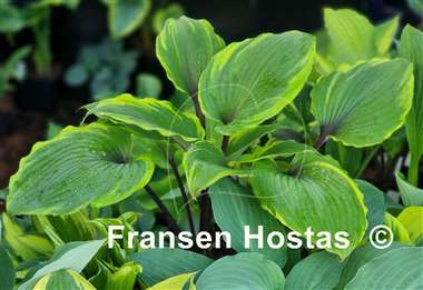 Hosta Sugar Cookie