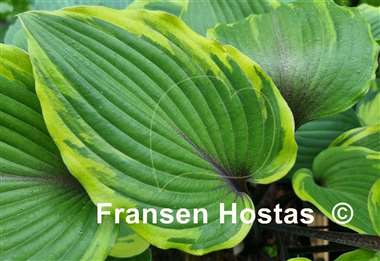 Hosta Sugar Cookie