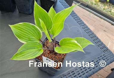 Hosta Sugar Cookie