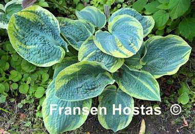 Hosta Sugar Daddy