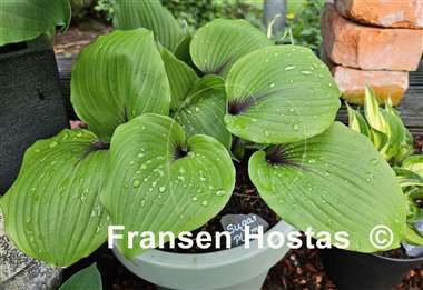 Hosta Sugar Plum  