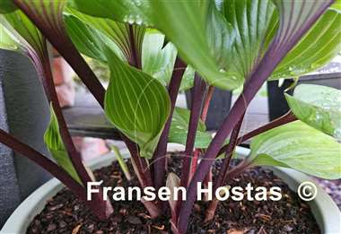 Hosta Sugar Plum  