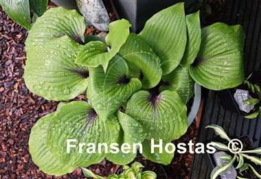 Hosta Sugar Plum  