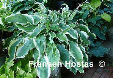 Hosta Sultans of Swing