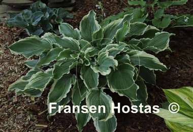 Hosta Sultans of Swing