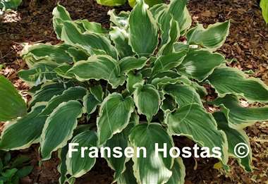 Hosta Sultans of Swing