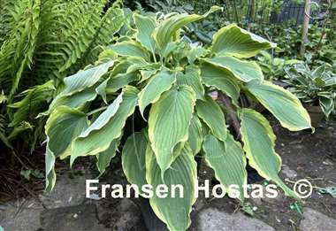 Hosta Sultans of Swing