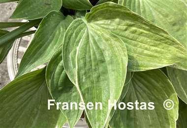 Hosta Sum Cup-o-Joe
