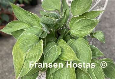 Hosta Sum Cup-o-Joe