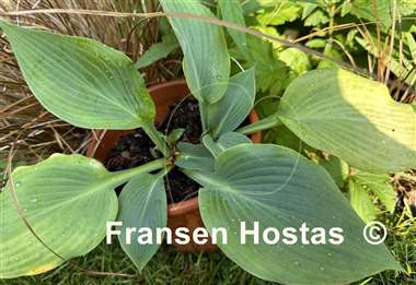 Hosta Sum Zero