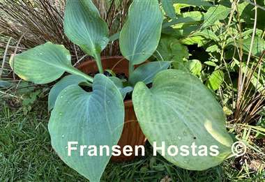 Hosta Sum Zero