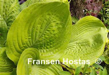 Hosta Sum and Substance