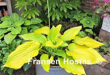 Hosta Sum and Substance