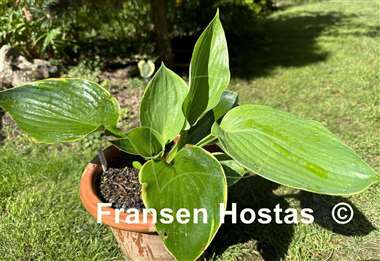 Hosta Sum it Up