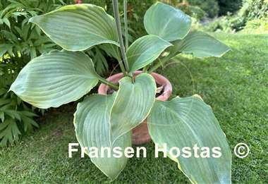 Hosta Sum it Up