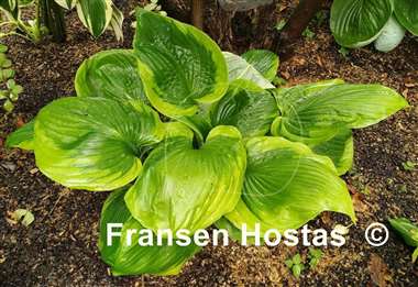 Hosta Sum of All