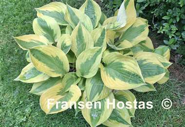 Hosta Summer Lovin'