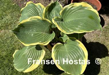 Hosta Summer Rainbow