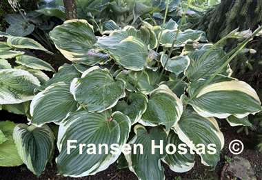 Hosta Summer Rainbow