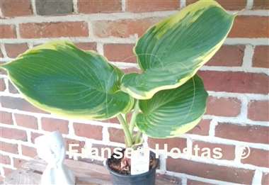 Hosta Summer Rainbow