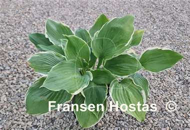 Hosta Summer Rainbow