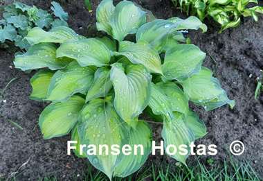 Hosta Summer Serenade