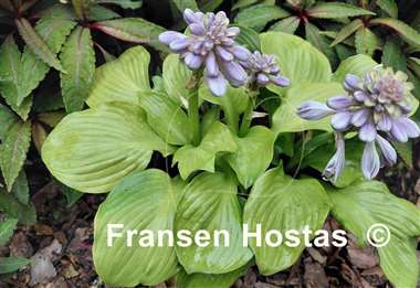 Hosta Sun Flower