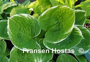 Hosta Sun Kissed