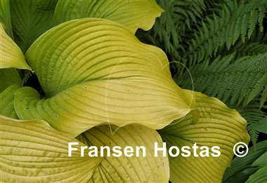 Hosta Sun Power