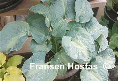 Hosta Sun and Shadow