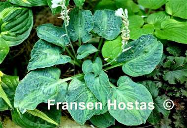 Hosta Sun and Shadow