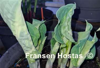 Hosta Sun and Shadow