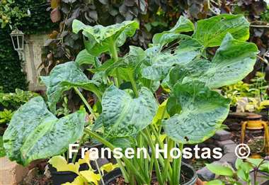 Hosta Sun and Shadow