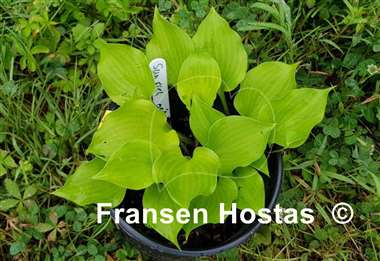 Hosta Sunfish