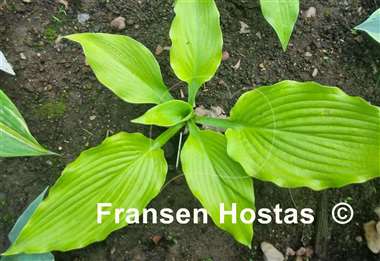 Hosta Sunflower Smiles
