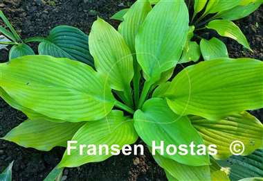 Hosta Sunflower Smiles