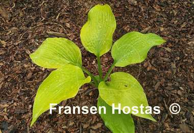 Hosta Sunflower Smiles