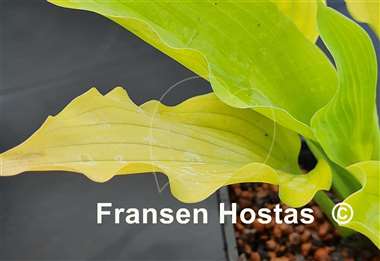 Hosta Sunflower Smiles
