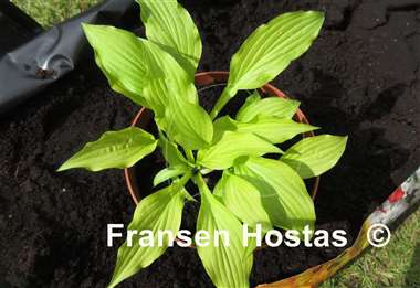 Hosta Sunlight Child