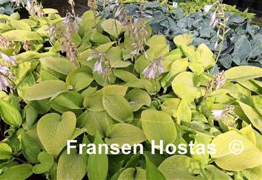 Hosta Sunny Afternoon