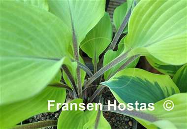 Hosta Sunny Day