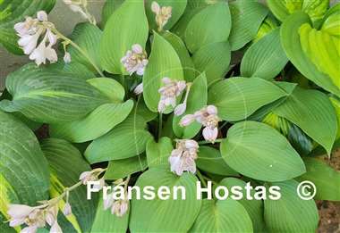 Hosta Sunny Halcyon