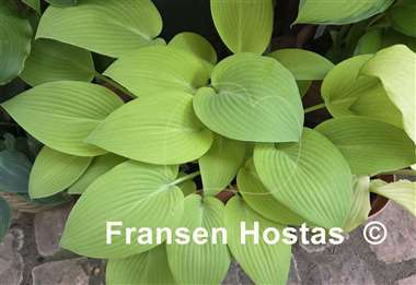 Hosta Sunny Halcyon