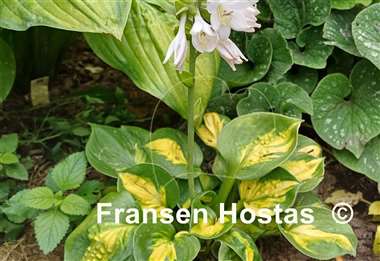 Hosta Sunset Grooves