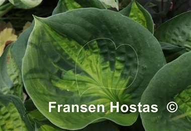 Hosta Sunset Grooves